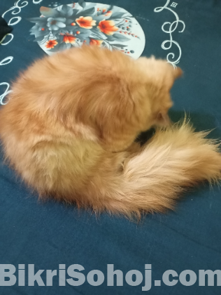 Persian Ginger Male Cat